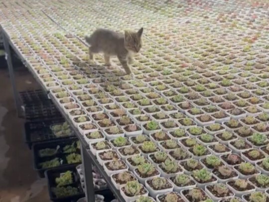 เหมียวเหมียว: ลดราคาฉับพลัน! ลดราคาฉับพลัน! ตอนนี้แค่เพิ่มเงินสิบหยวน คุณอยากฆ่ากระถางไหน ก็ฆ่ากระถา