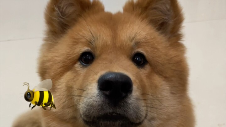 Wufeng kena sengat lebah, kasihan sekaligus lucu!