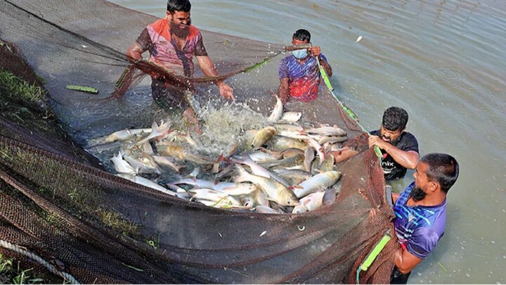 Various Fish Catching, Cutting Skills.