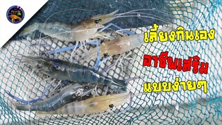 เลี้ยงกุ้งกก้ามกรามไว้กินเองหรือเป็นอาชีพเสริมได้ง่ายๆเลี้ยงไม่ยุ่งยากสไตล์korattv