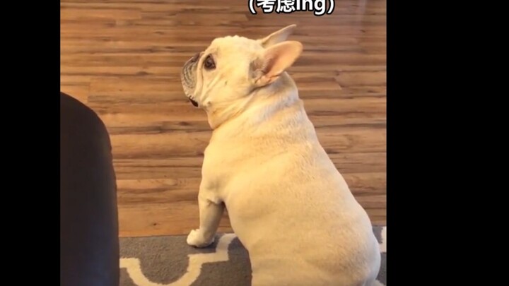 My name is Cashew, a French bulldog who immediately turns her nose up at you if I don’t get fed.