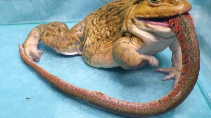 Animal|Bullfrog Who Can Eat One-meter-long Snake