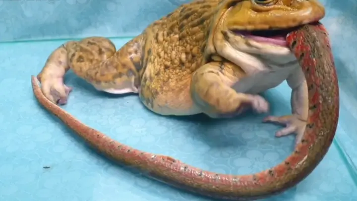 Animal|Bullfrog Who Can Eat One-meter-long Snake