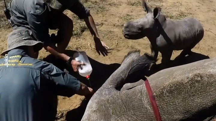 Bayi badak salah mengira dokter hewan menyakiti induknya dan berusaha mengusirnya dengan tubuh mungi