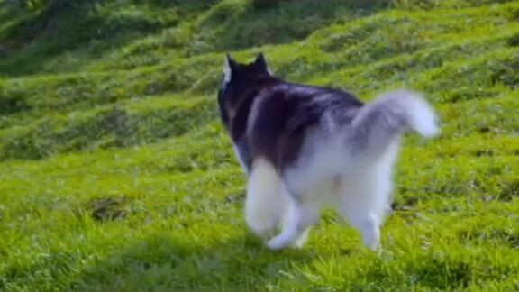 UID:1156872552🐕‍🦺