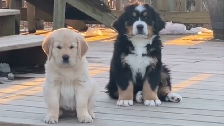 «لا أحد يستطيع أن يرفض كلب بيرن ماونتن اللطيف والمهذب، ولا حتى أمي»