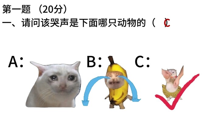 Meme kucing untuk ujian TOEFL dan HSK, coba lihat kamu bisa dapat berapa poin?