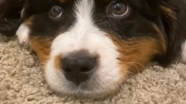 Xiaobo’s ultimate move: lie down immediately after making a whimpering sound!