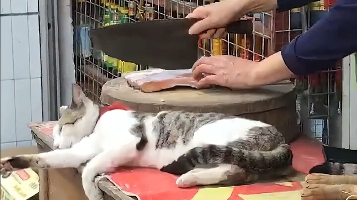 Cats can nap anywhere, that’s why they’re called “cat naps”!