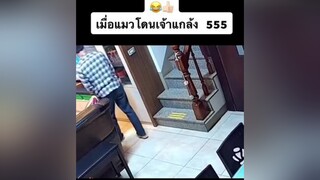 🐱แมวบอก : ต้องโดนสักทีเลย ไม่ยอมแพ 5555555ๆ😂                      ต้องดูให้จบ คลิปตลก คนไทยเป็นคนตลก แมวตลก
