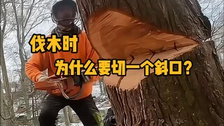Why do we need to cut a slant on the tree when felling it?
