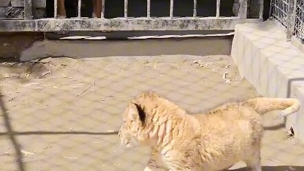 Đang yên đang lành sao lại kêu loạn lên thế