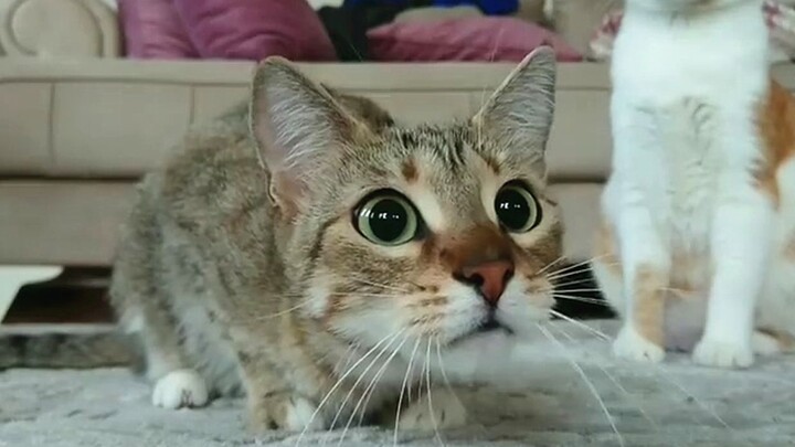 What happens when you show a cat a horror movie?