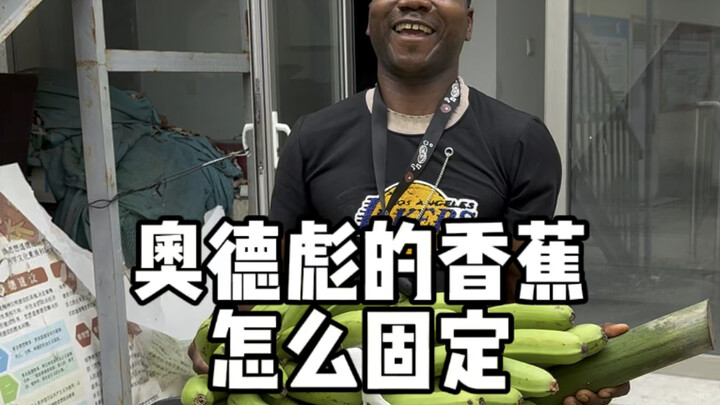 «كيفية سحب الموز» أوديبو بن بياو يُعلّم بنفسه الدرس الأول