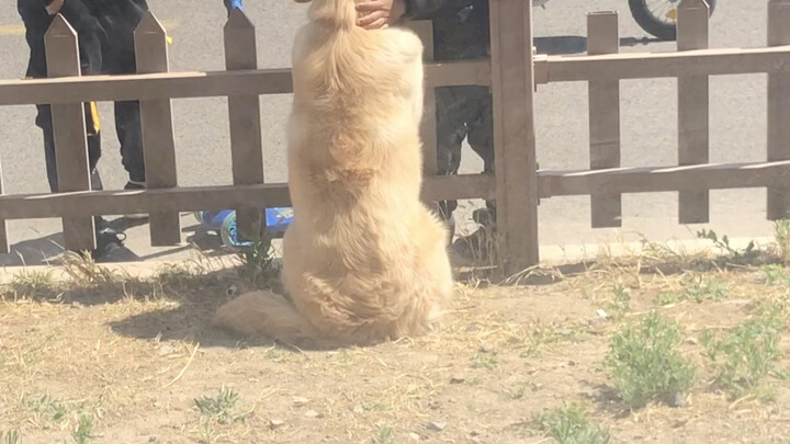 The fat guy is out to tease the kids again today