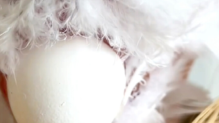 Gà trống đẻ trứng