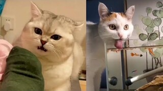 Kucing Lucu Sekali