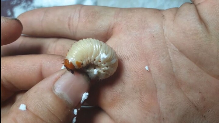 2. Độc Lạ Con Sâu Ăn Thùng Xốp