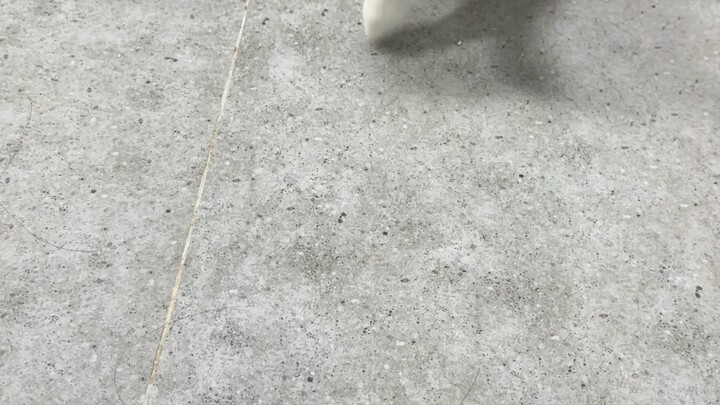 my cute cat