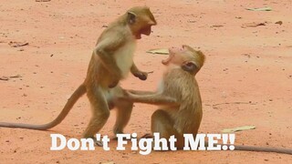 Don't Fight ME!!, Monkey Play Fighting But Little Cry Hurt​ Loudly, Monkey Make Little Cry​