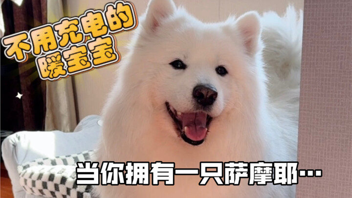 Seratus cara menggunakan Samoyed. (Bagian 2)