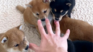 Apa yang harus dilakukan jika anjing Anda menggigit tangan Anda di rumah