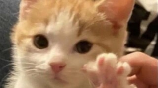 🐱"كان كان"🐱