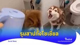 บีบหัวใจคนรักหมา รุมสาป ‘สาวท้อง’ ลงโทษไซบีเรียน |Thainews - ไทยนิวส์|Social-16 -PP