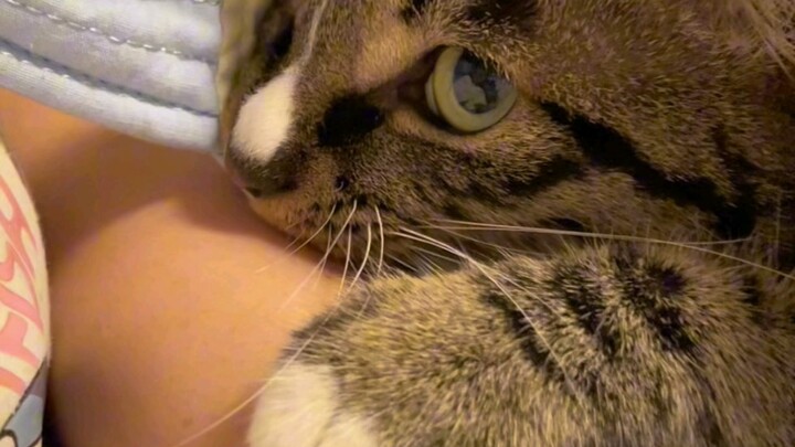 A little kitten’s just meant to be petted, right? I just sneaked a quick touch, and she tried to bit