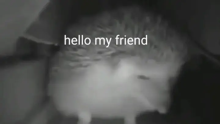 the talking hedgehog