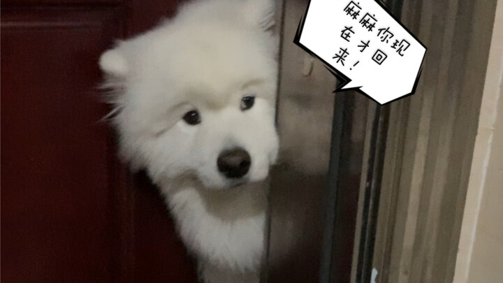 Mỗi ngày về nhà là Xizhu nhất định sẽ ra đón ~ Về muộn là bụng đói meo luôn.