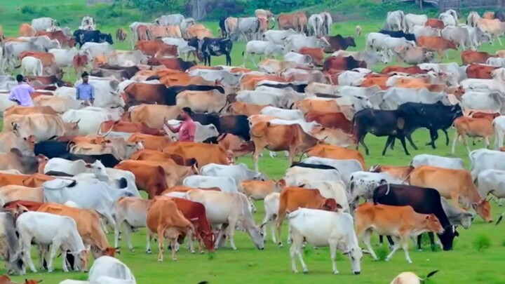 এখানে সব গরুর মেলা অনেকগুলো গরু