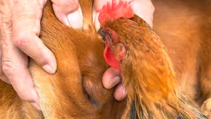 A Dog’s Daily Life