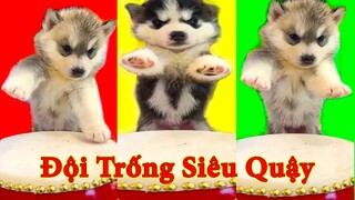 Thú Cưng TV | Ngáo Và Ngơ #28 | chó thông minh vui nhộn | Pets funny cute smart dog