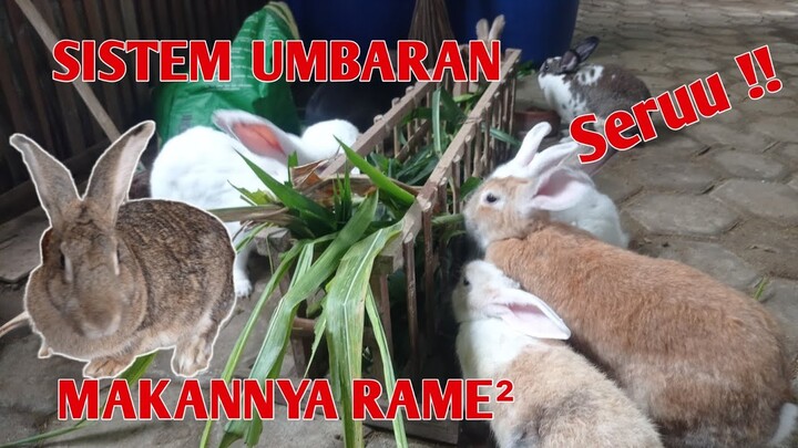 Piara kelinci sistem umbaran‼️ seru juga‼️