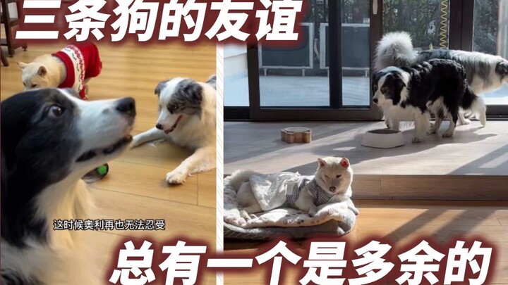 ความเหงาของสุนัขหนึ่งตัว ความผิดพลาดของสุนัขสองตัว
