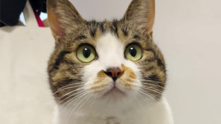 ลูกหมูน่ารักแบบนี้ กระโดดขึ้นมาบนตัวคงหนักน่าดูเลยนะ～