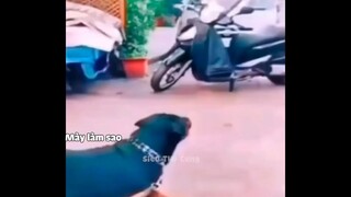 Đóng Tiền Mạng Chỉ Để Xem Bọn Động Vật Diễn Hề _ Siêu Thú Cưng