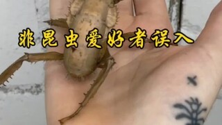 非昆虫爱好者误入