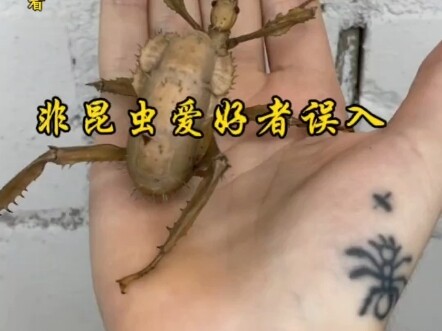Non-insect lovers should avoid