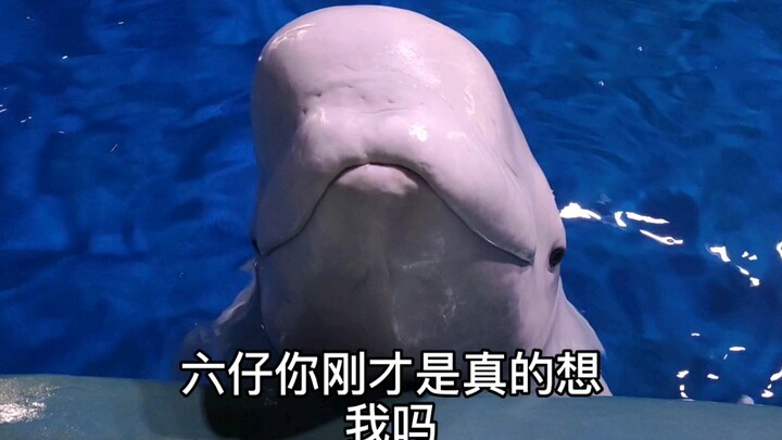 Saya ambil sedikit libur, pulang sekalian lihat deh apakah Liu Liu rindu sama saya?!