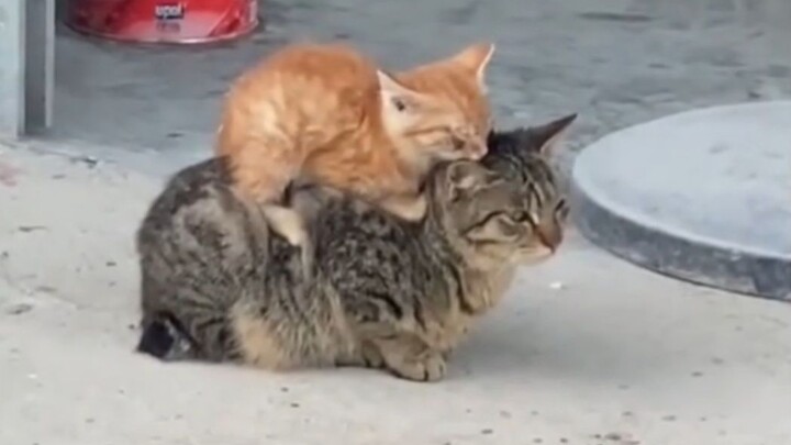 “มีแม่อยู่ ก็ไม่ใช่ลูกแมวจรจัดที่ไร้คนเหลียวแล”