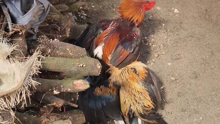 Nov 2 Pula vs Talisayin