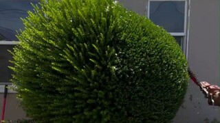 看专业人士修剪花花草草，就两个字：舒服！
