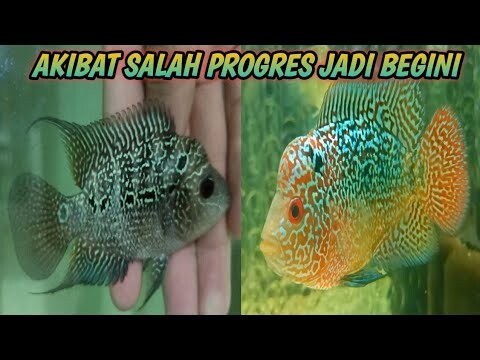 Akibat salah progress, louhan bisa berakibat fatal⁉️