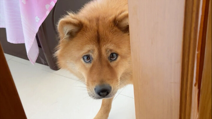 I’m just saying, the meat floss’s boot-up speed is a bit slow…