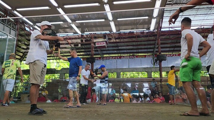 2nd Fight Win (Yellow Legged). Tanong lang po mga Bossing ano po Lahi nito? (Excuse my Voice)