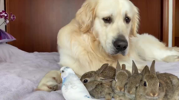 Lanjutan video sebelumnya: Setelah Ibu Kelinci Stres, Si Anjing Satu-satunya yang Menghidupi Sekawan