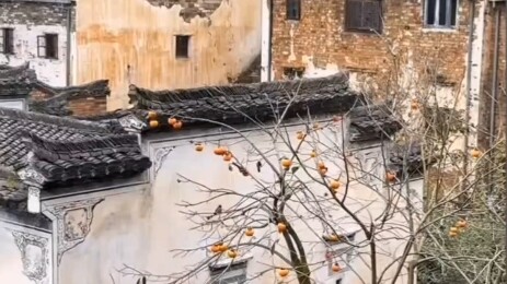 Wishing you a bountiful harvest of persimmons! ☺