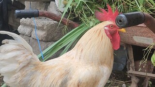 Ada ngga yang hobi ternak ayam?